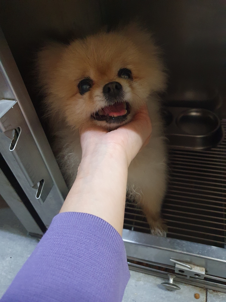 포메라니안 이미지 파일 입니다.