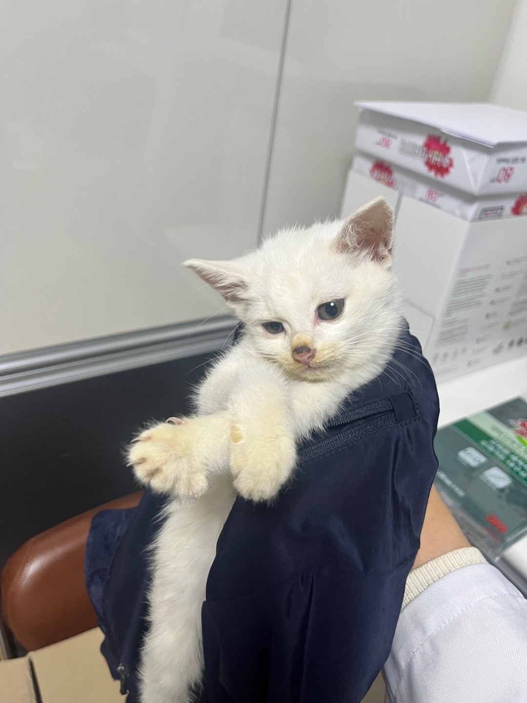 터키시 앙고라 이미지 파일 입니다.