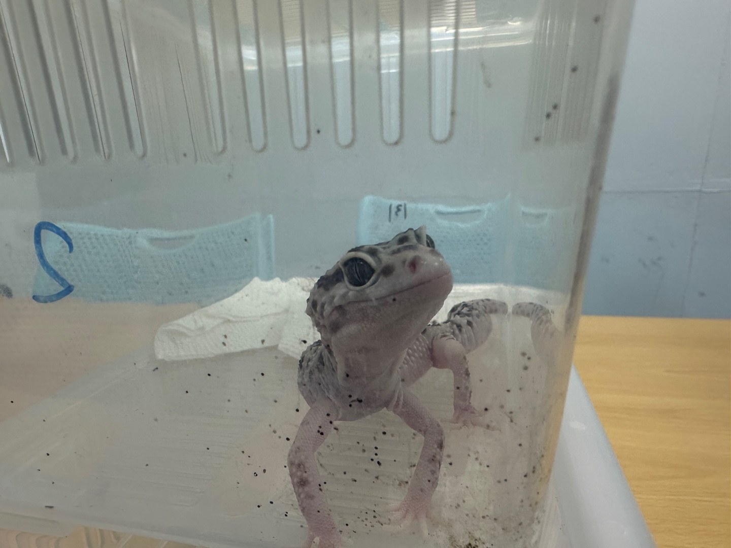 [기타축종] 레오파드게코 이미지 파일 입니다.