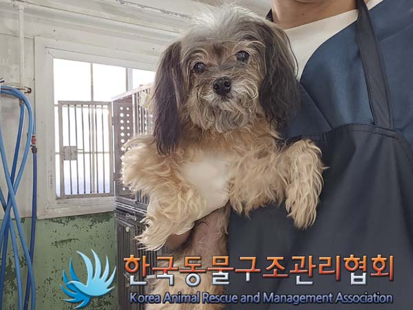 믹스견 이미지 파일 입니다.
