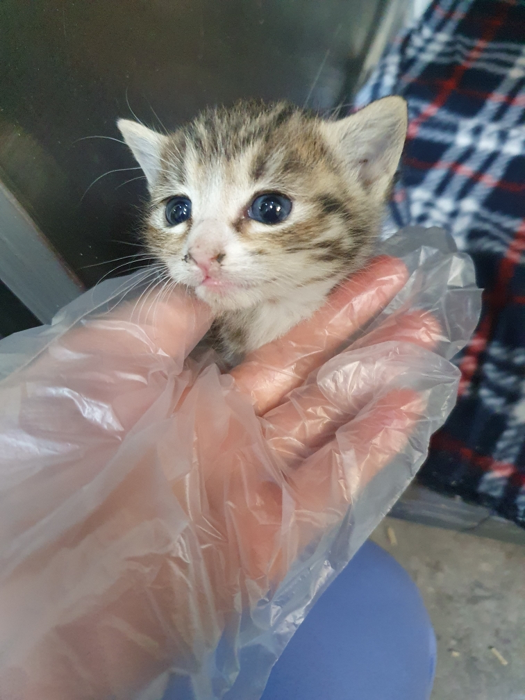 한국 고양이 이미지 파일 입니다.