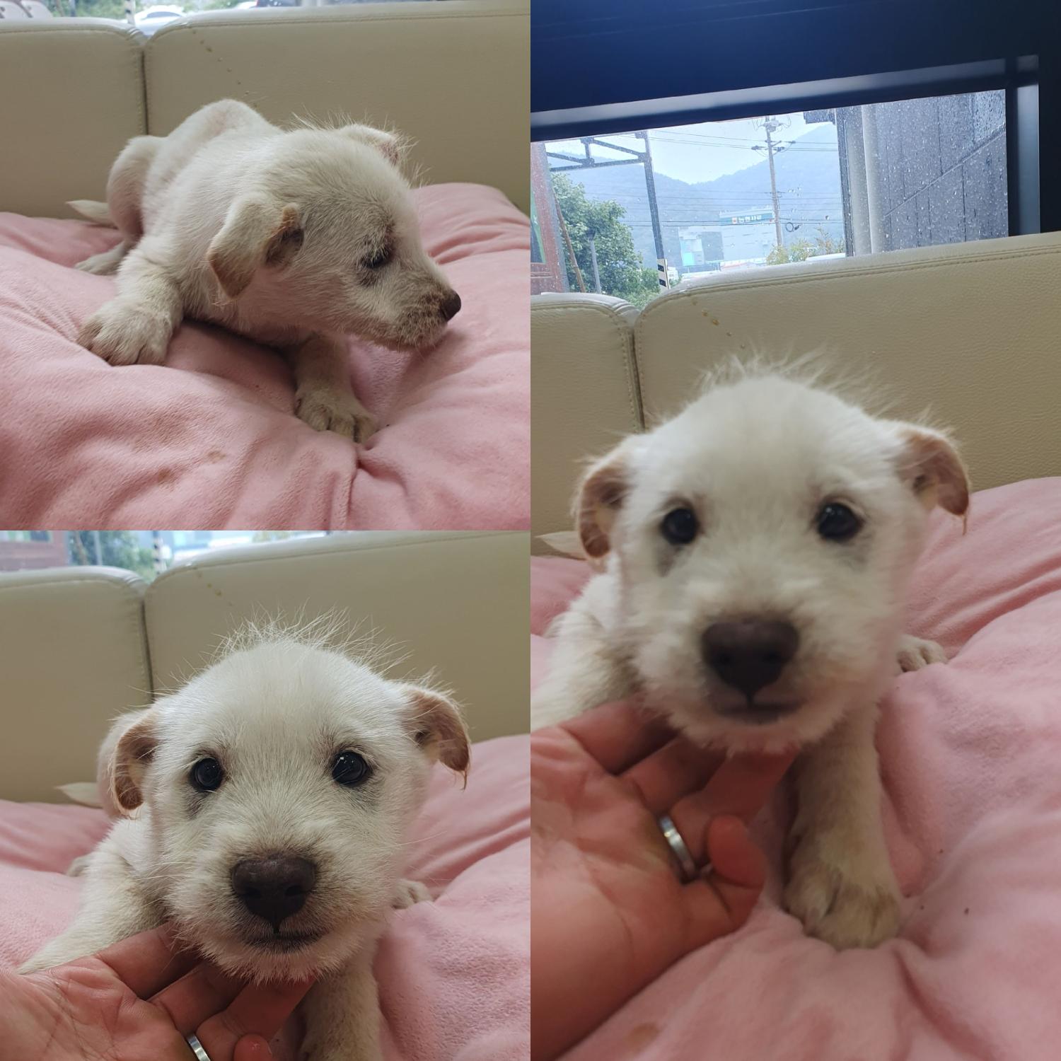 믹스견 이미지 파일 입니다.