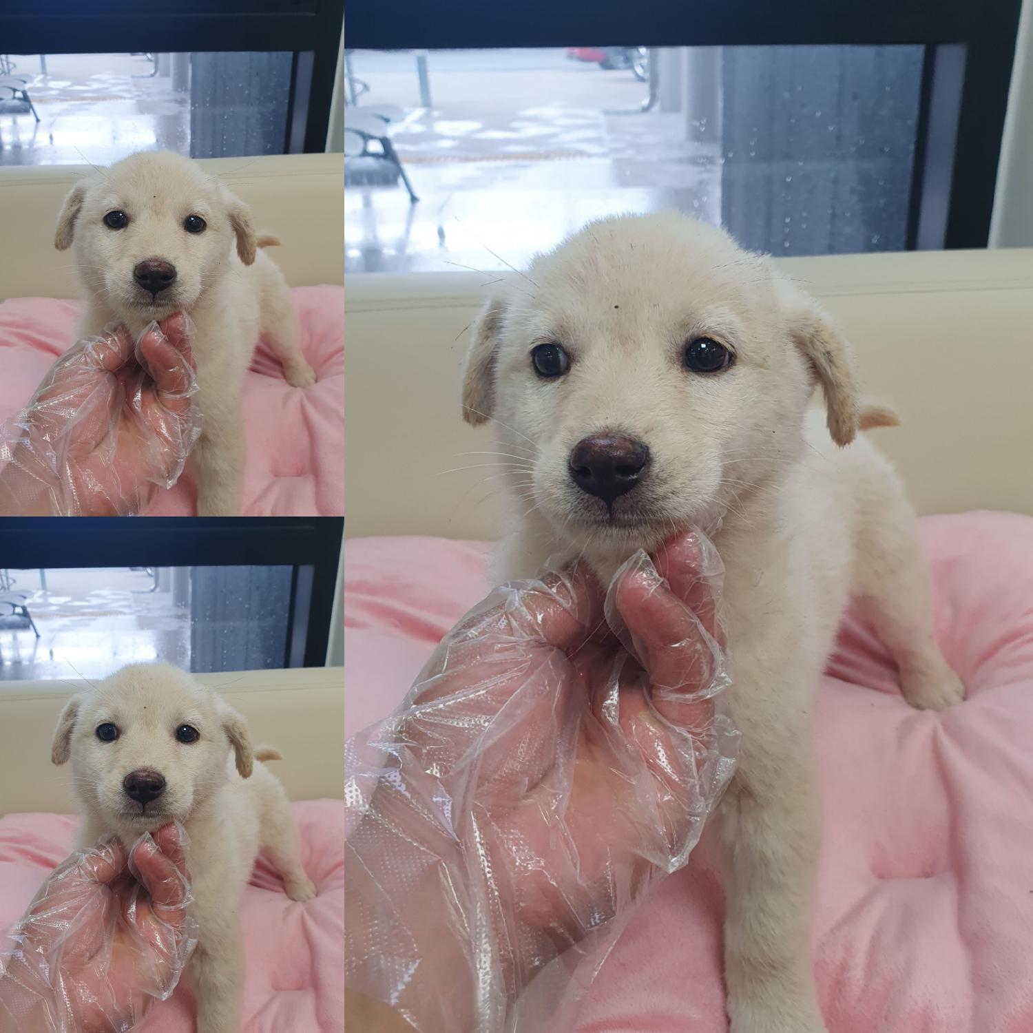 믹스견 이미지 파일 입니다.