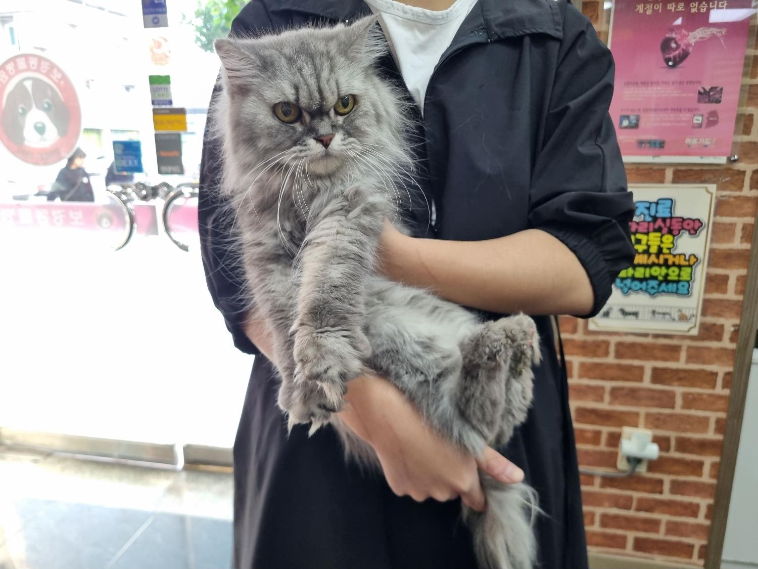 페르시안 이미지 파일 입니다.