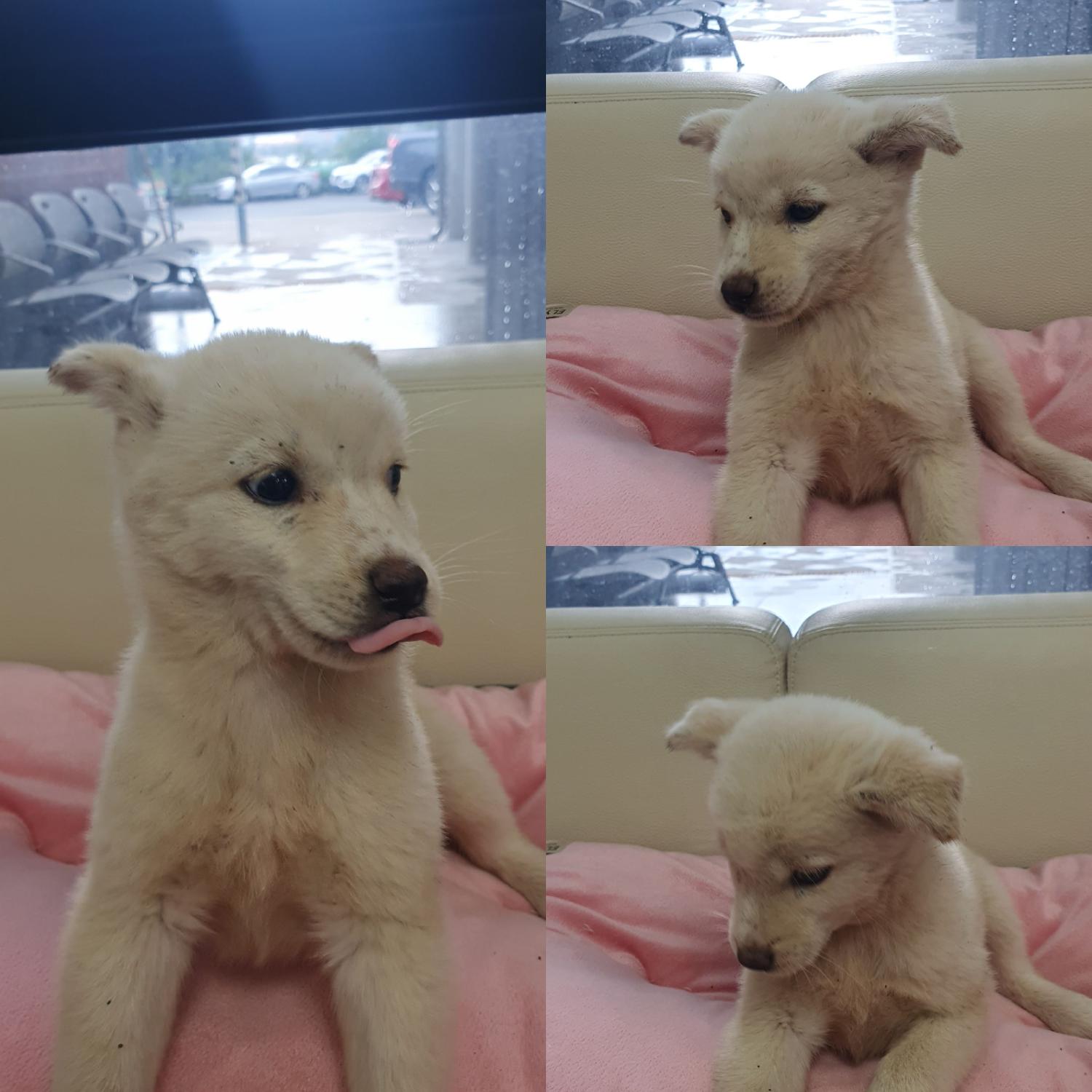 믹스견 이미지 파일 입니다.