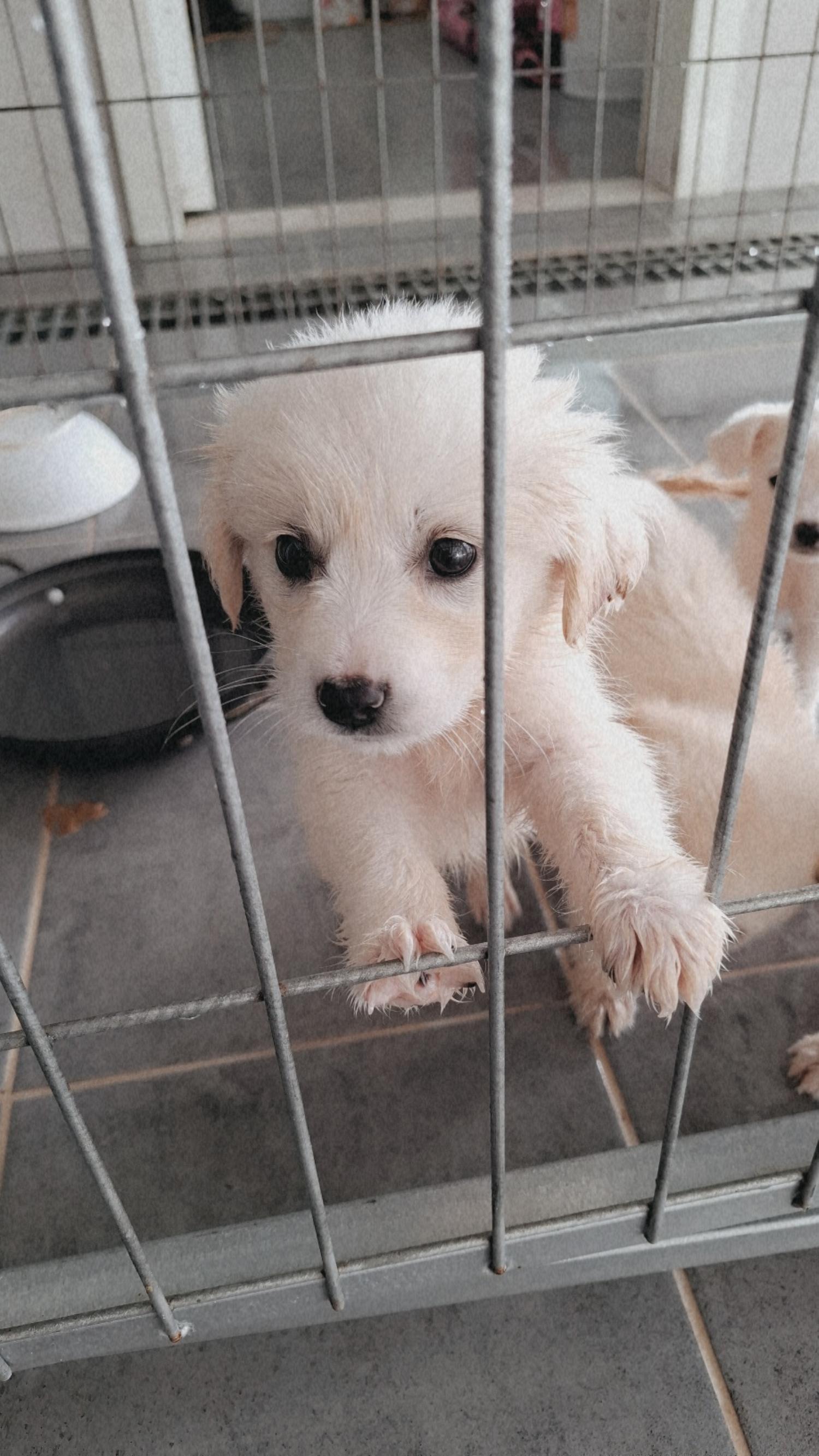 믹스견 이미지 파일 입니다.