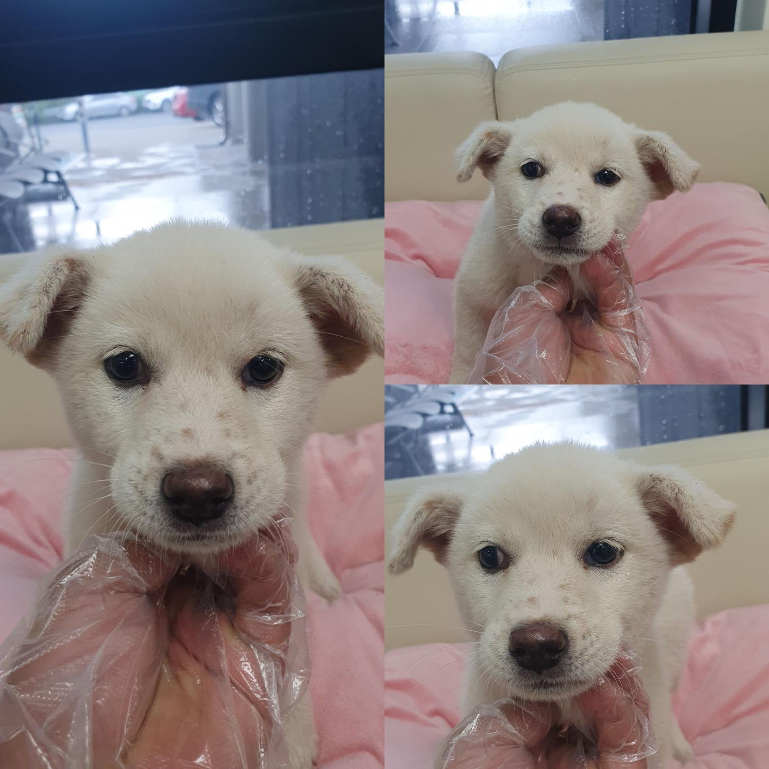 믹스견 이미지 파일 입니다.