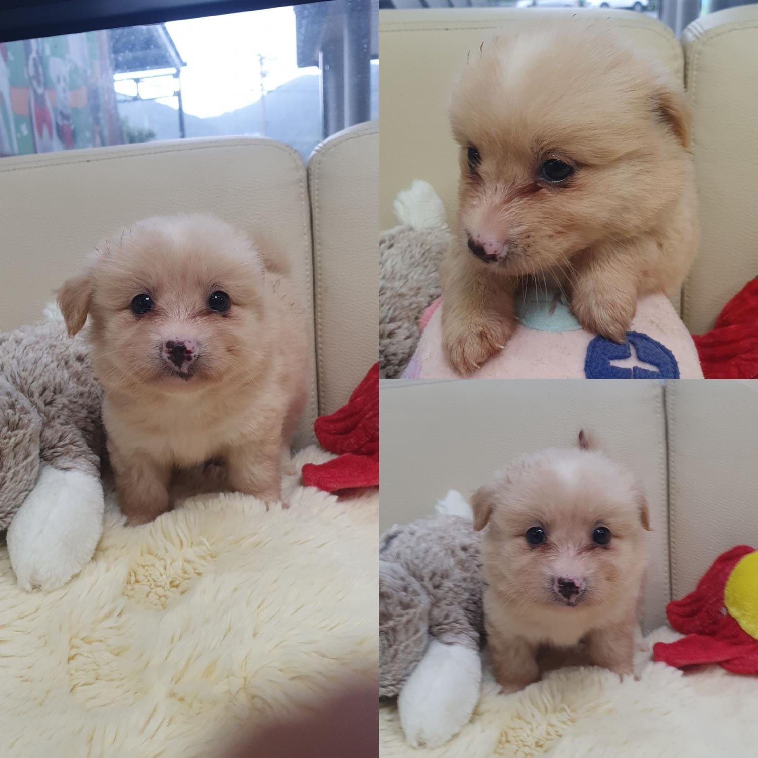 믹스견 이미지 파일 입니다.