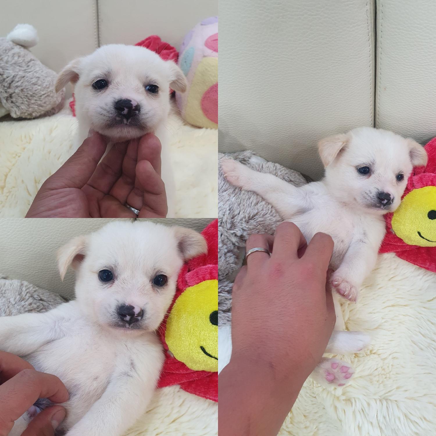 믹스견 이미지 파일 입니다.