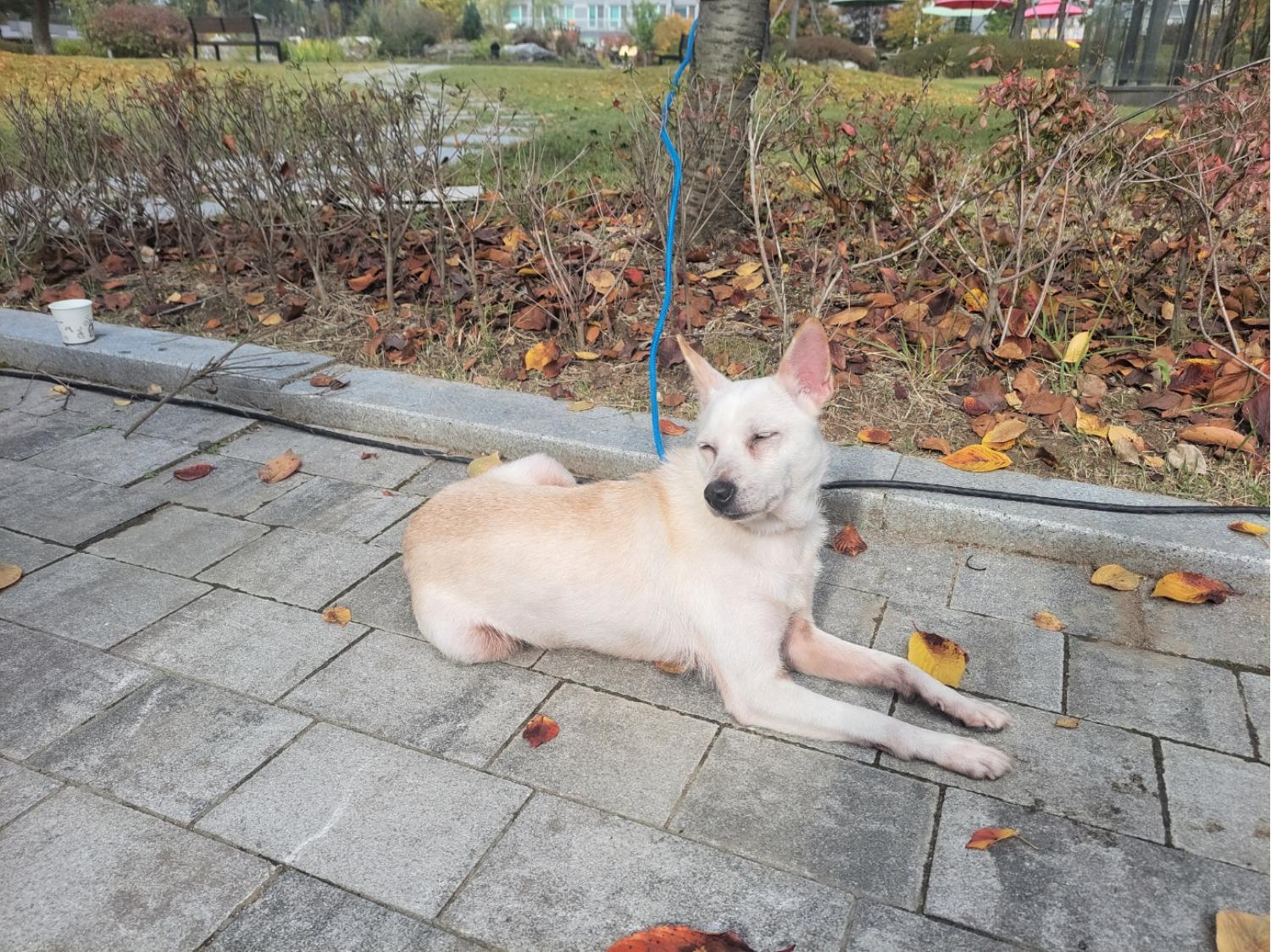 믹스견 이미지 파일 입니다.