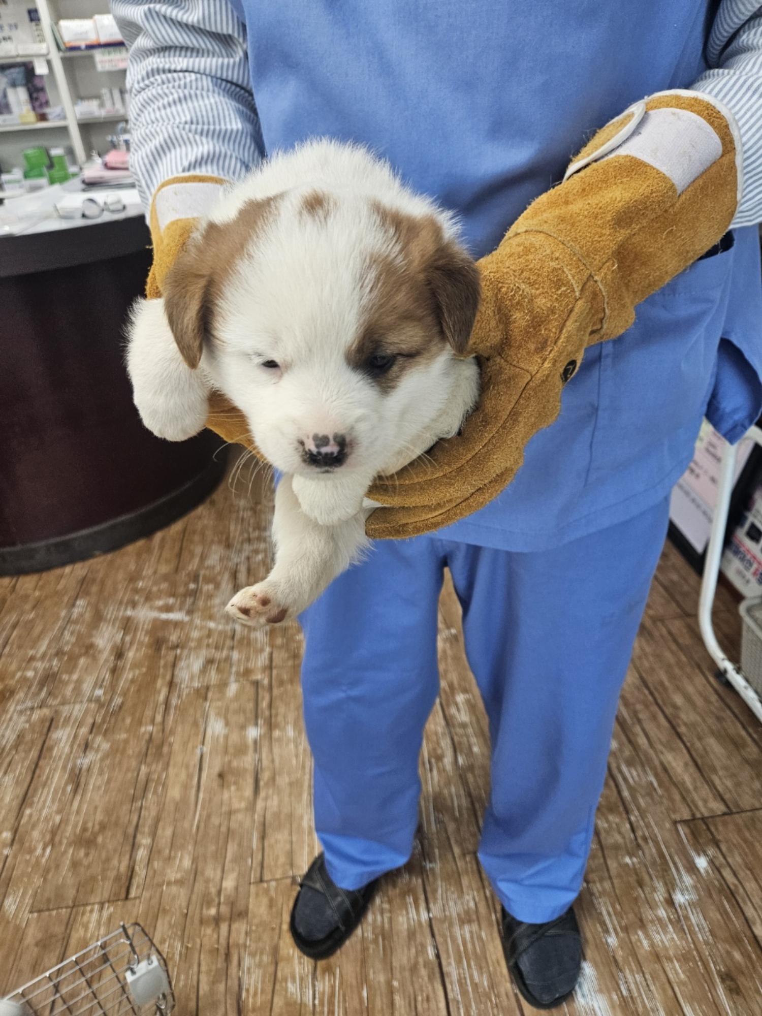 믹스견 이미지 파일 입니다.