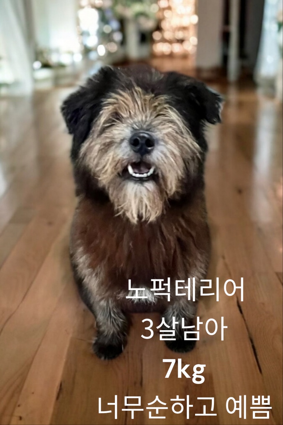 노퍽 테리어 이미지 파일 입니다.