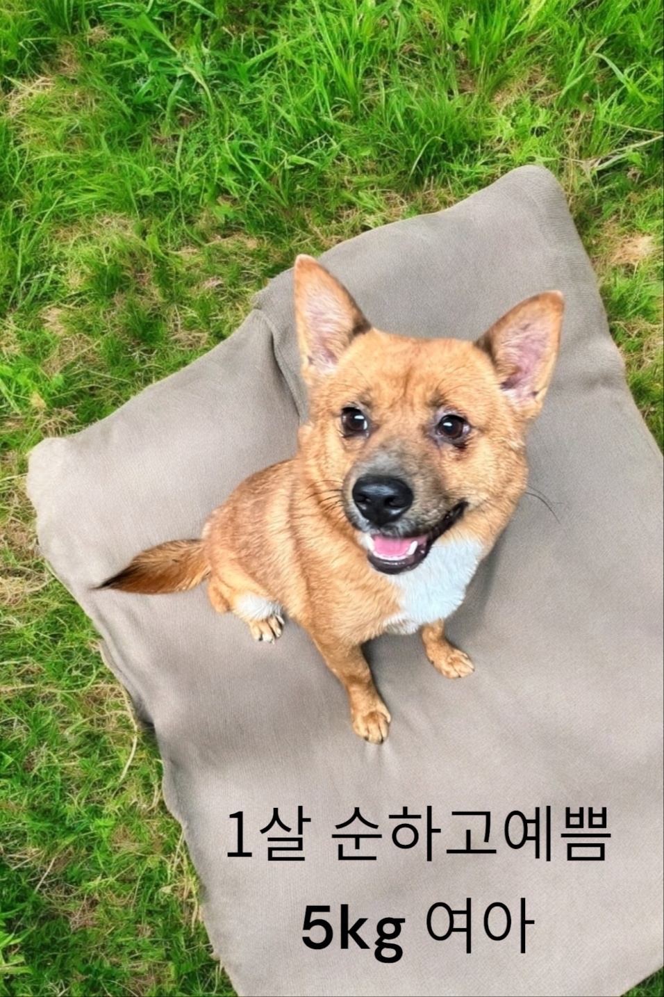 믹스견 이미지 파일 입니다.