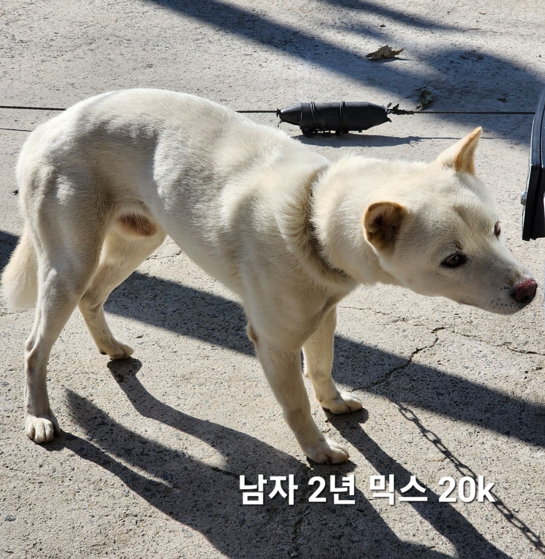 믹스견 이미지 파일 입니다.