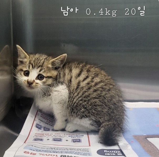 한국 고양이 이미지 파일 입니다.