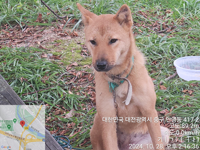 믹스견 이미지 파일 입니다.