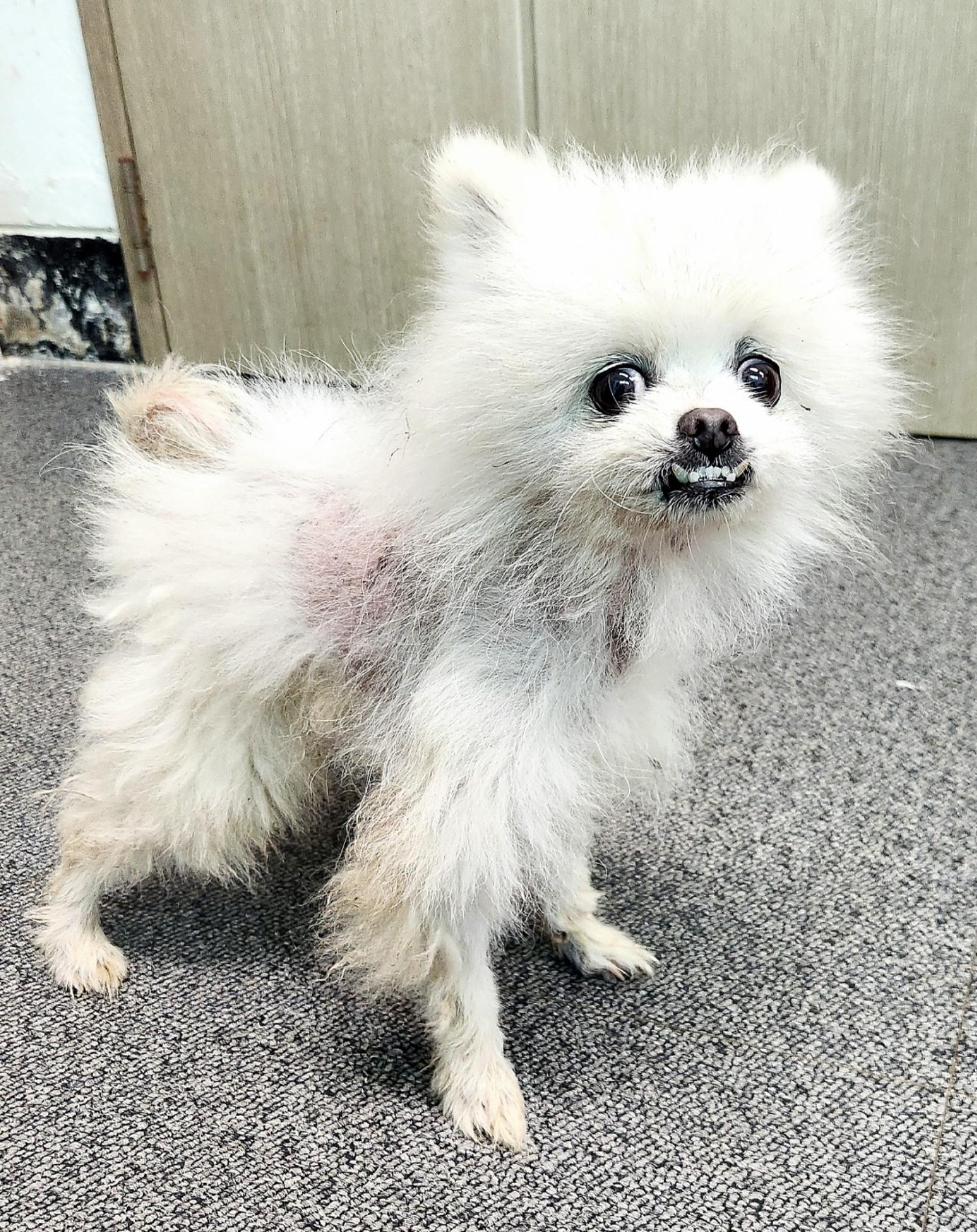 포메라니안 이미지 파일 입니다.