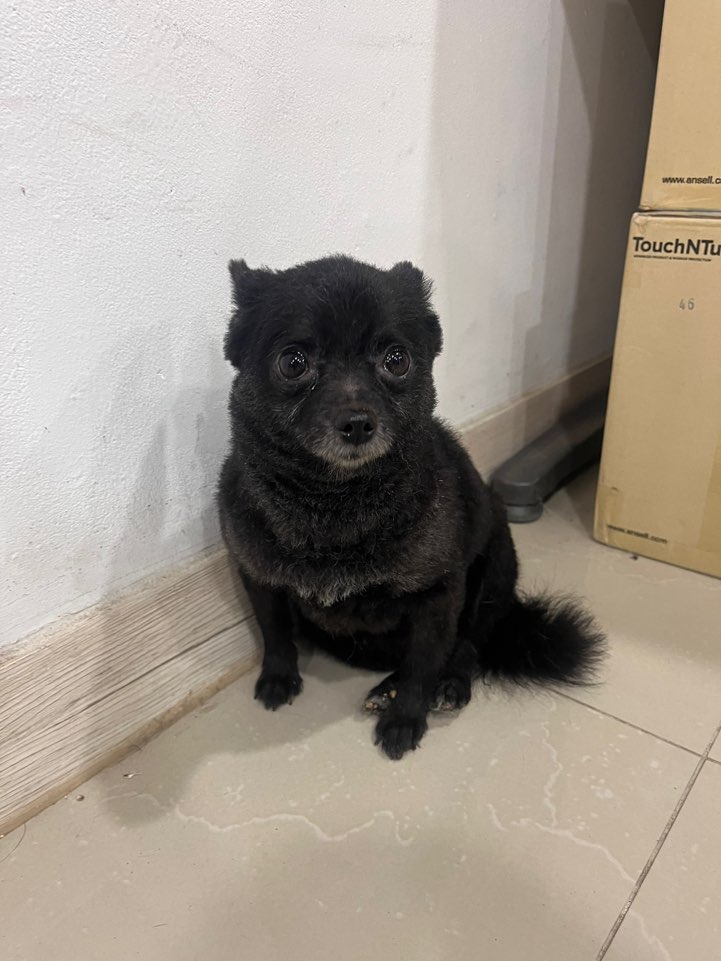 포메라니안 이미지 파일 입니다.