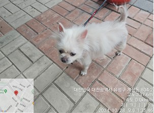 믹스견 이미지 파일 입니다.