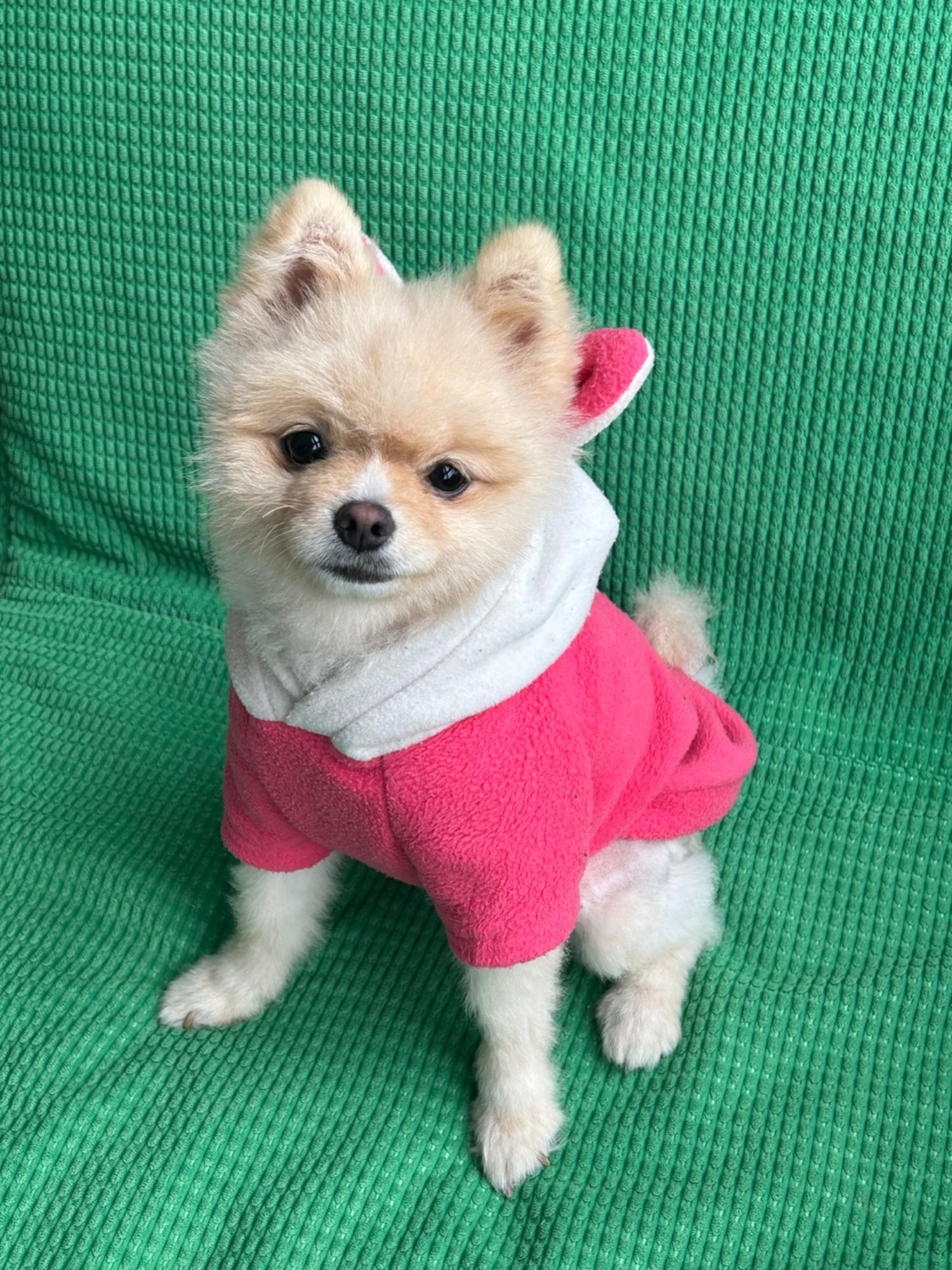 포메라니안 이미지 파일 입니다.