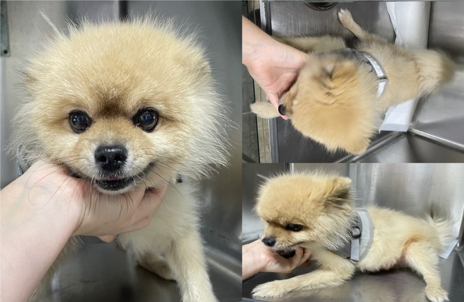 포메라니안 이미지 파일 입니다.