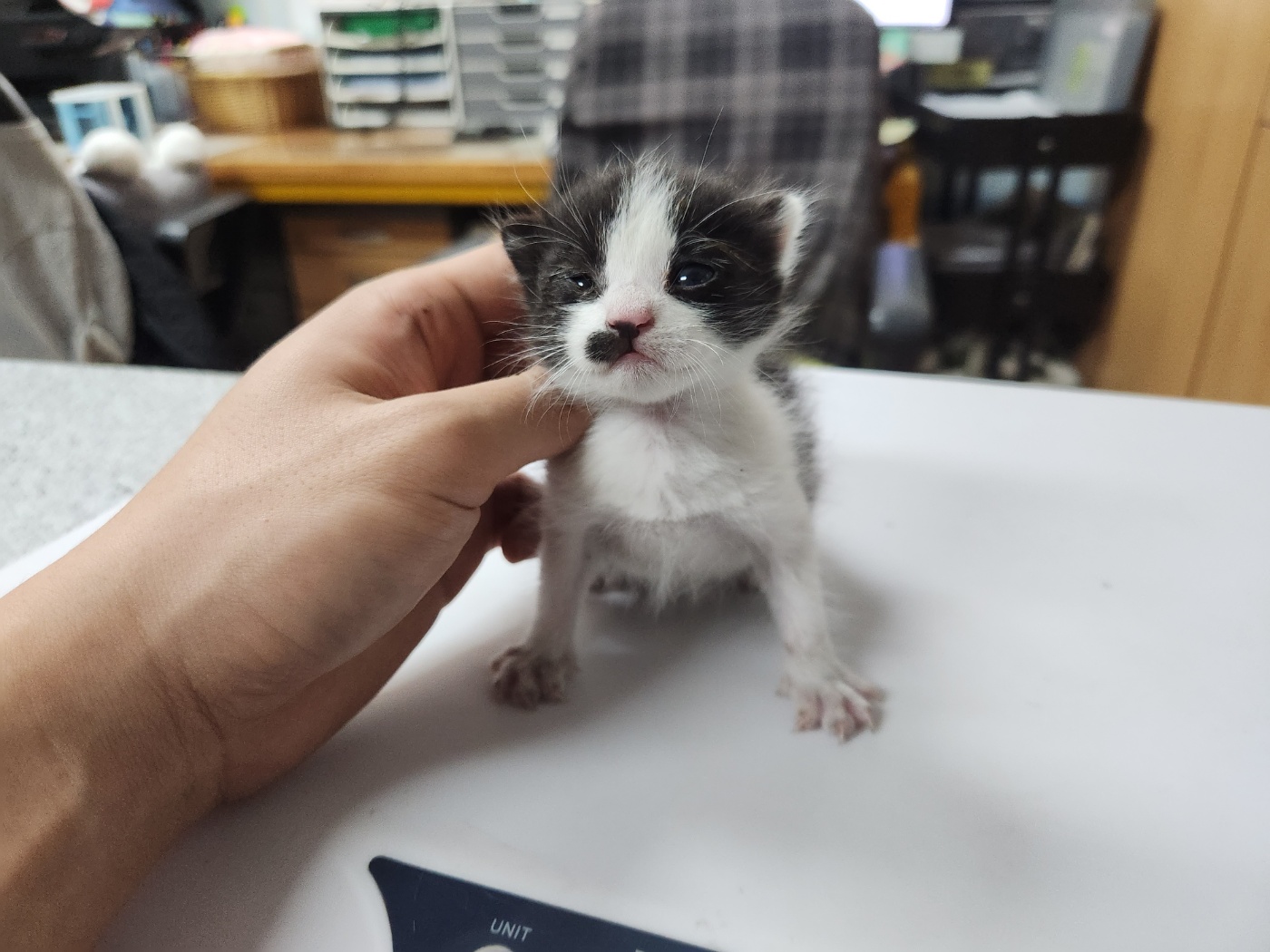 한국 고양이 이미지 파일 입니다.