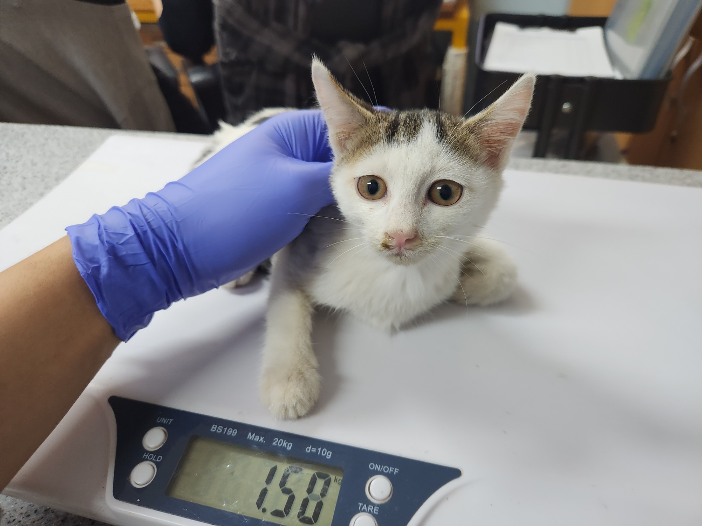 한국 고양이 이미지 파일 입니다.