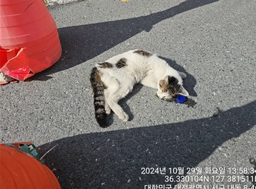 한국 고양이 이미지 파일 입니다.