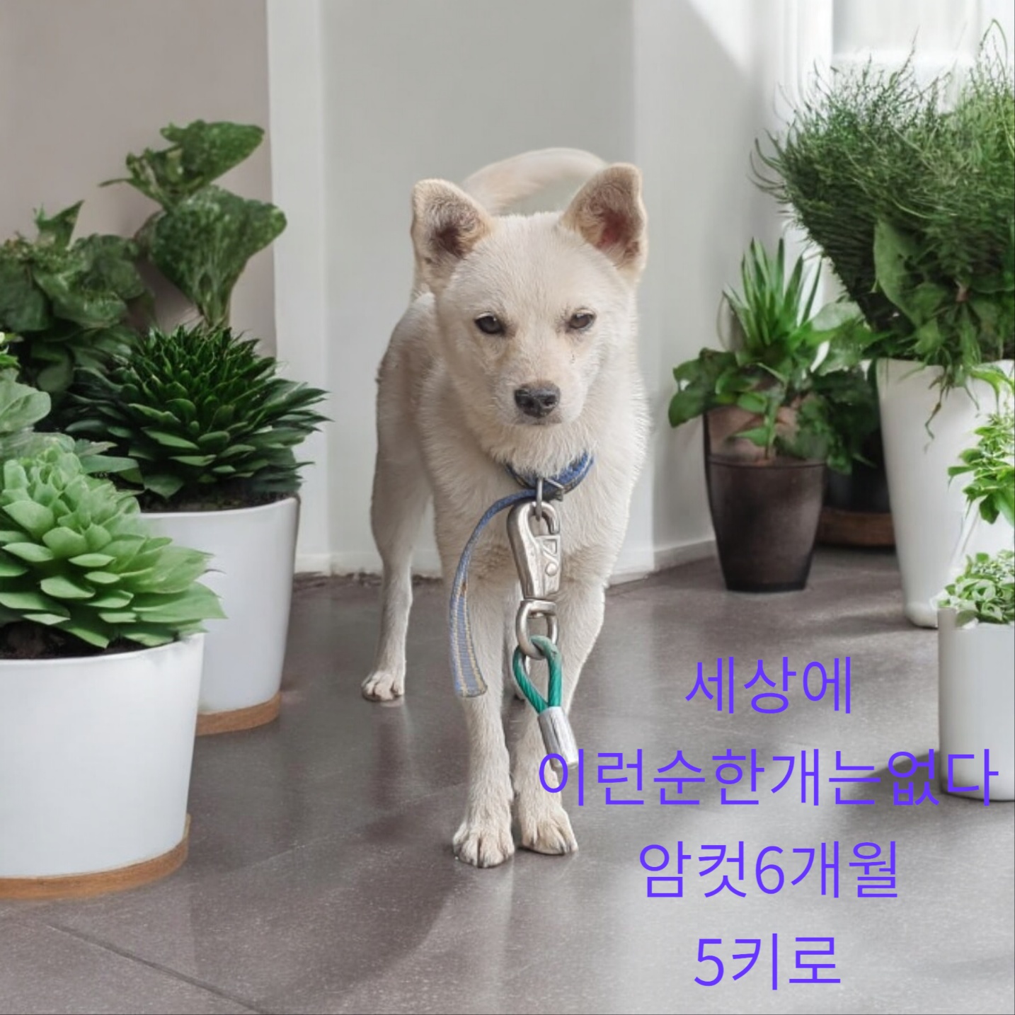 믹스견 이미지 파일 입니다.