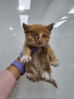 한국 고양이 이미지 파일 입니다.