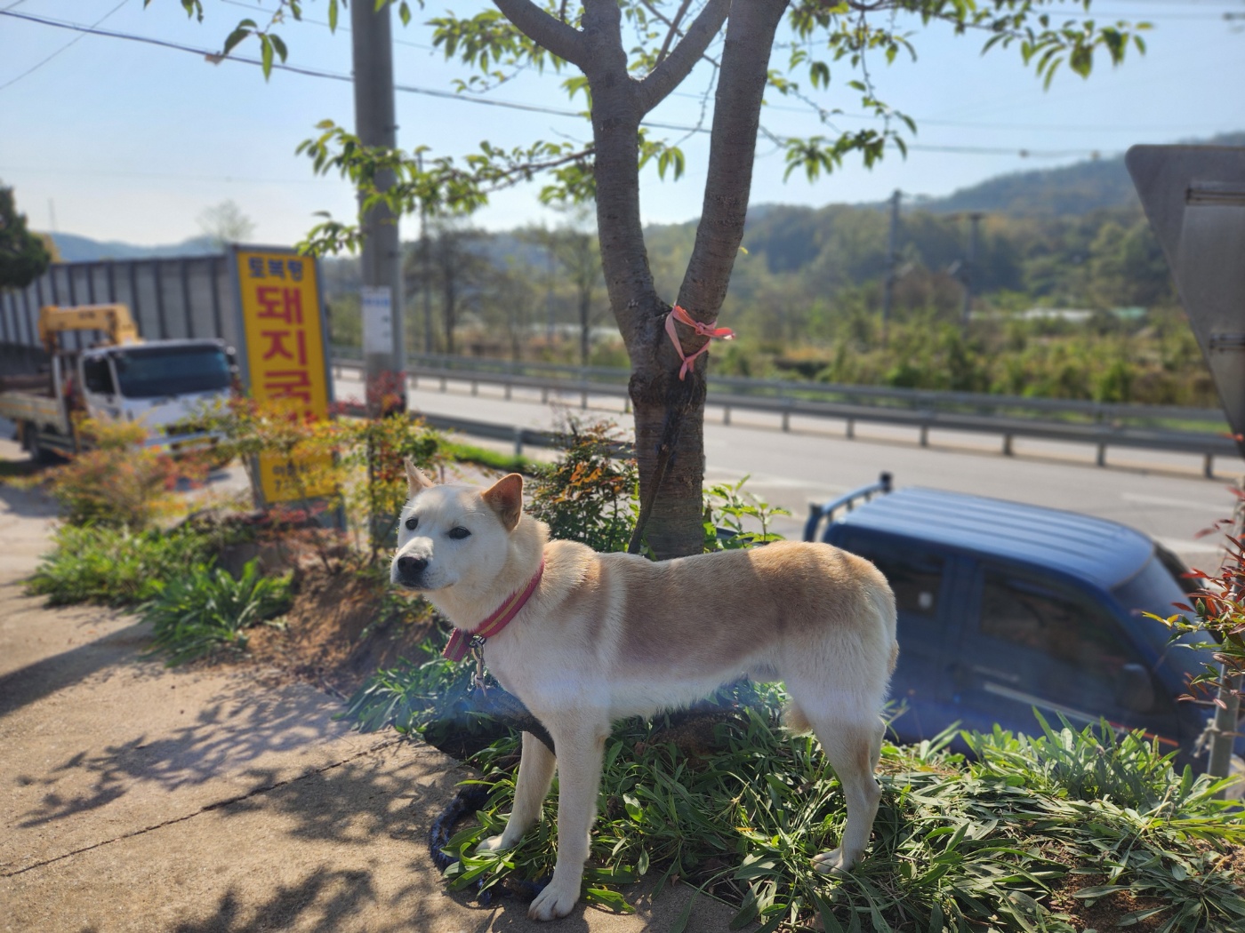 믹스견 이미지 파일 입니다.