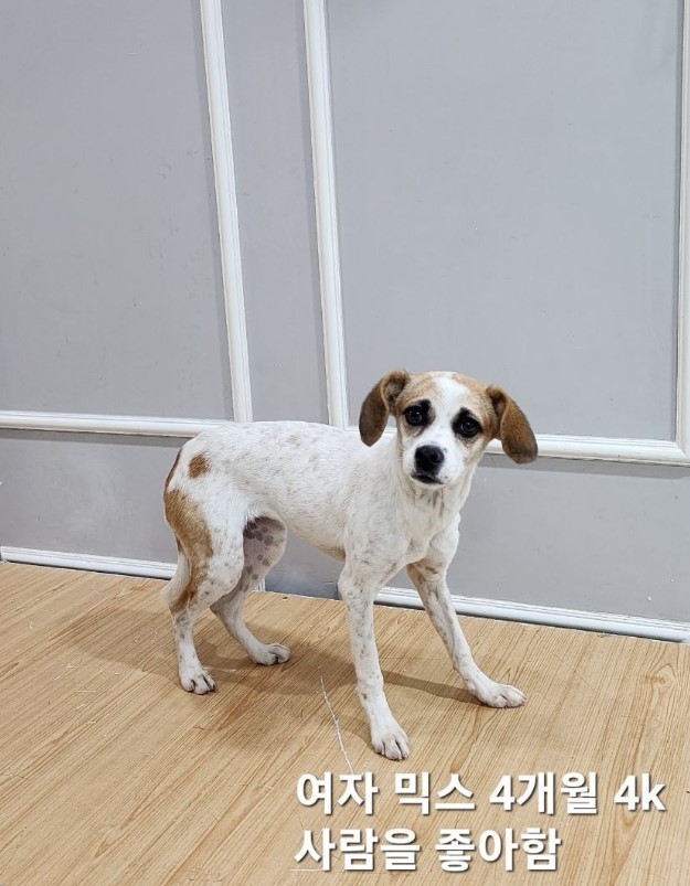 믹스견 이미지 파일 입니다.