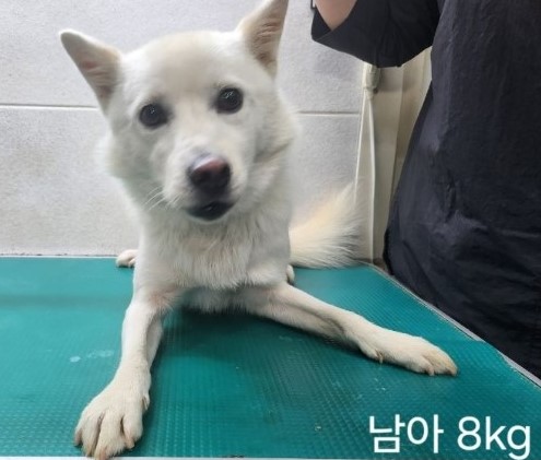 믹스견 이미지 파일 입니다.