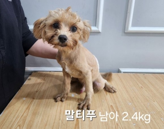 믹스견 이미지 파일 입니다.