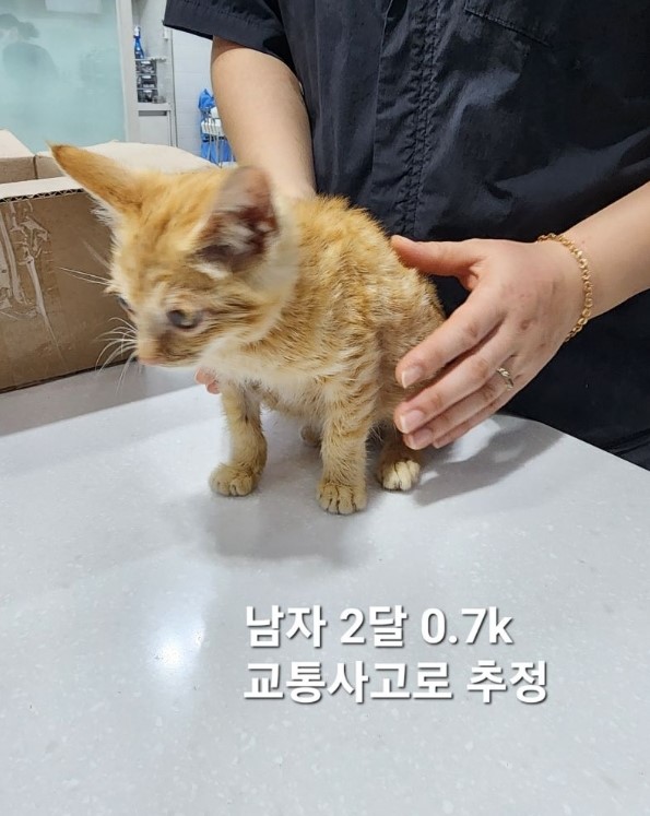 한국 고양이 이미지 파일 입니다.