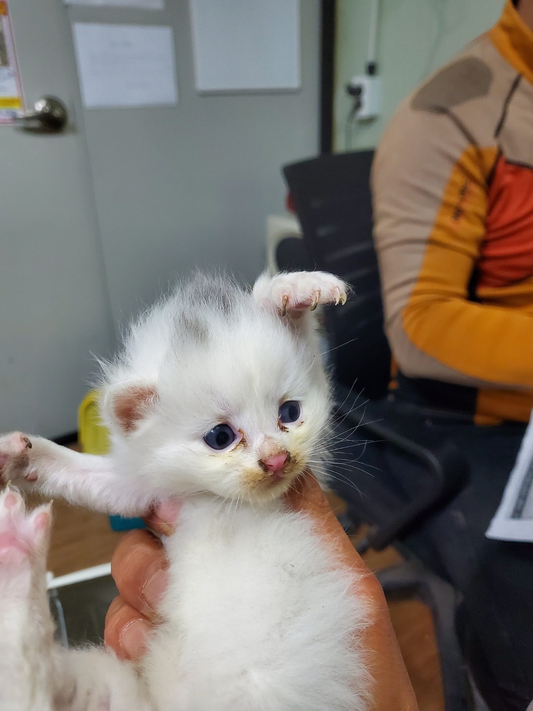 한국 고양이 이미지 파일 입니다.