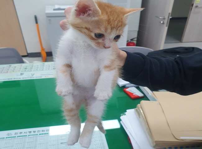 한국 고양이 이미지 파일 입니다.
