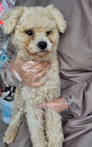 푸들 이미지 파일 입니다.