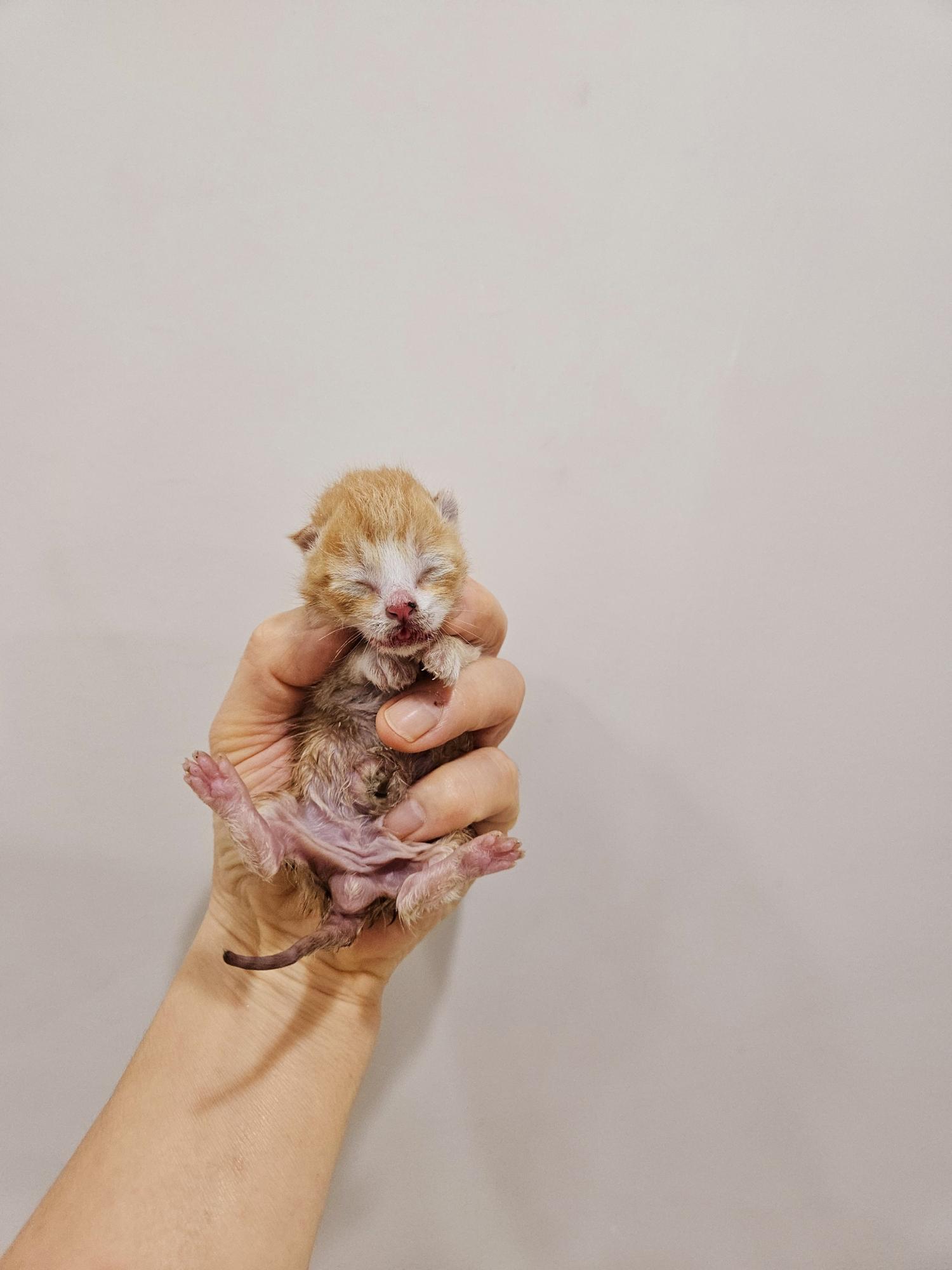 한국 고양이 이미지 파일 입니다.