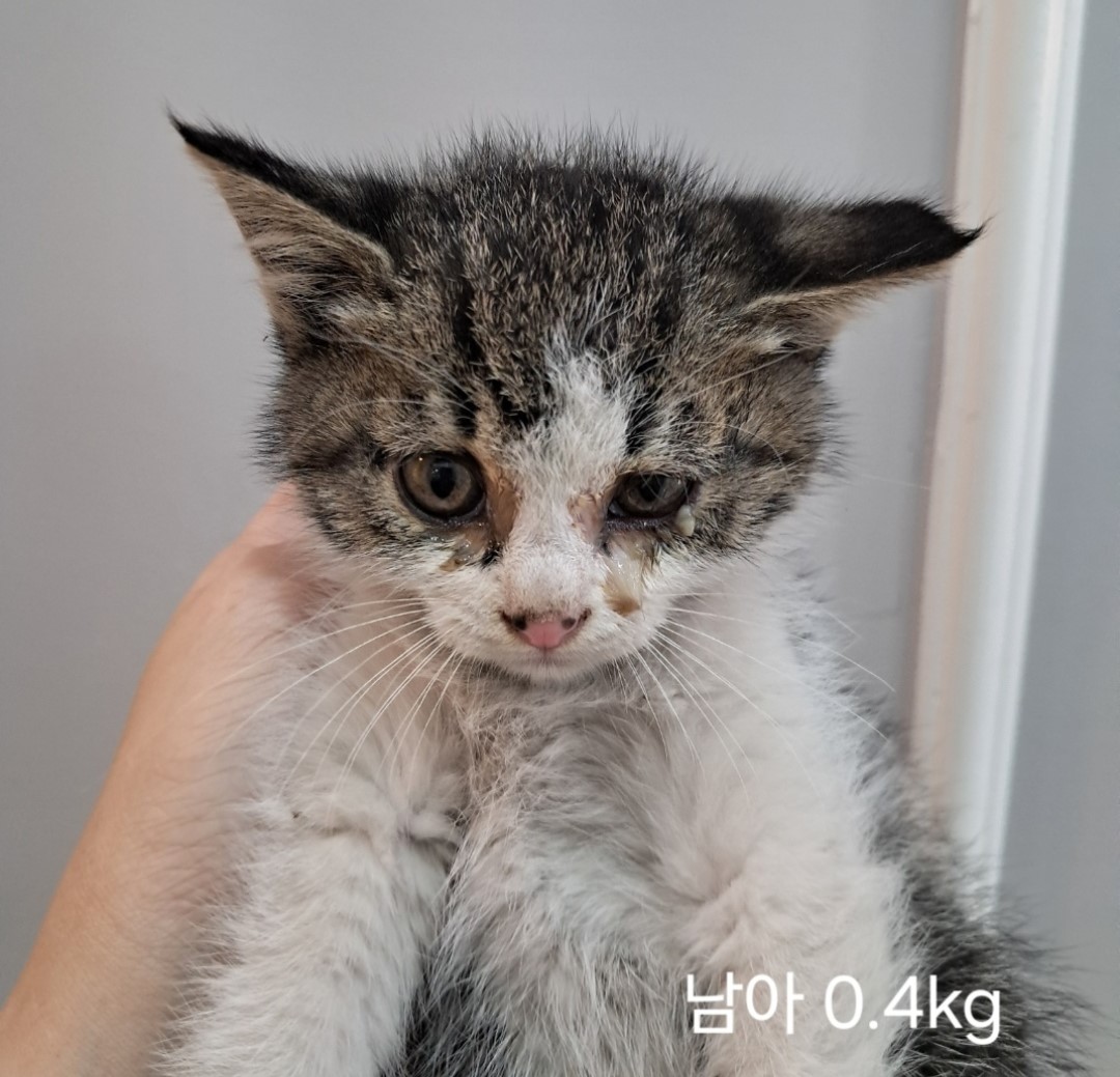 한국 고양이 이미지 파일 입니다.