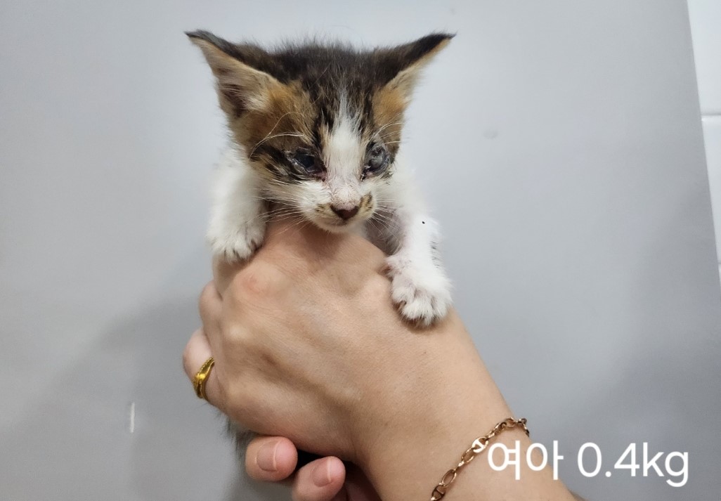 한국 고양이 이미지 파일 입니다.