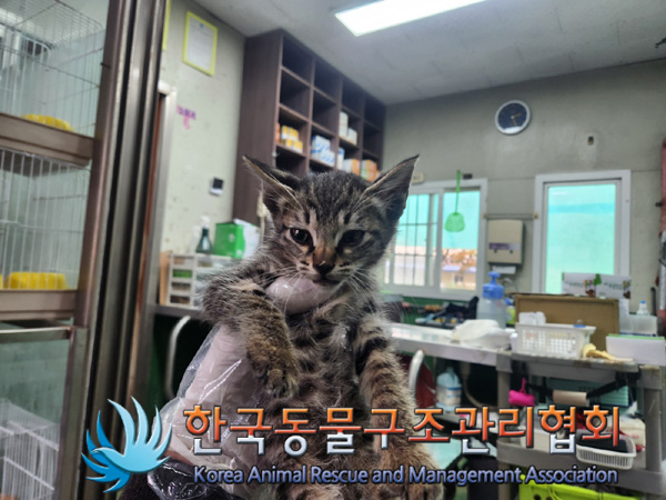 한국 고양이 이미지 파일 입니다.