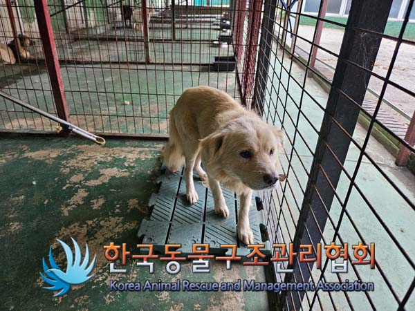 믹스견 이미지 파일 입니다.