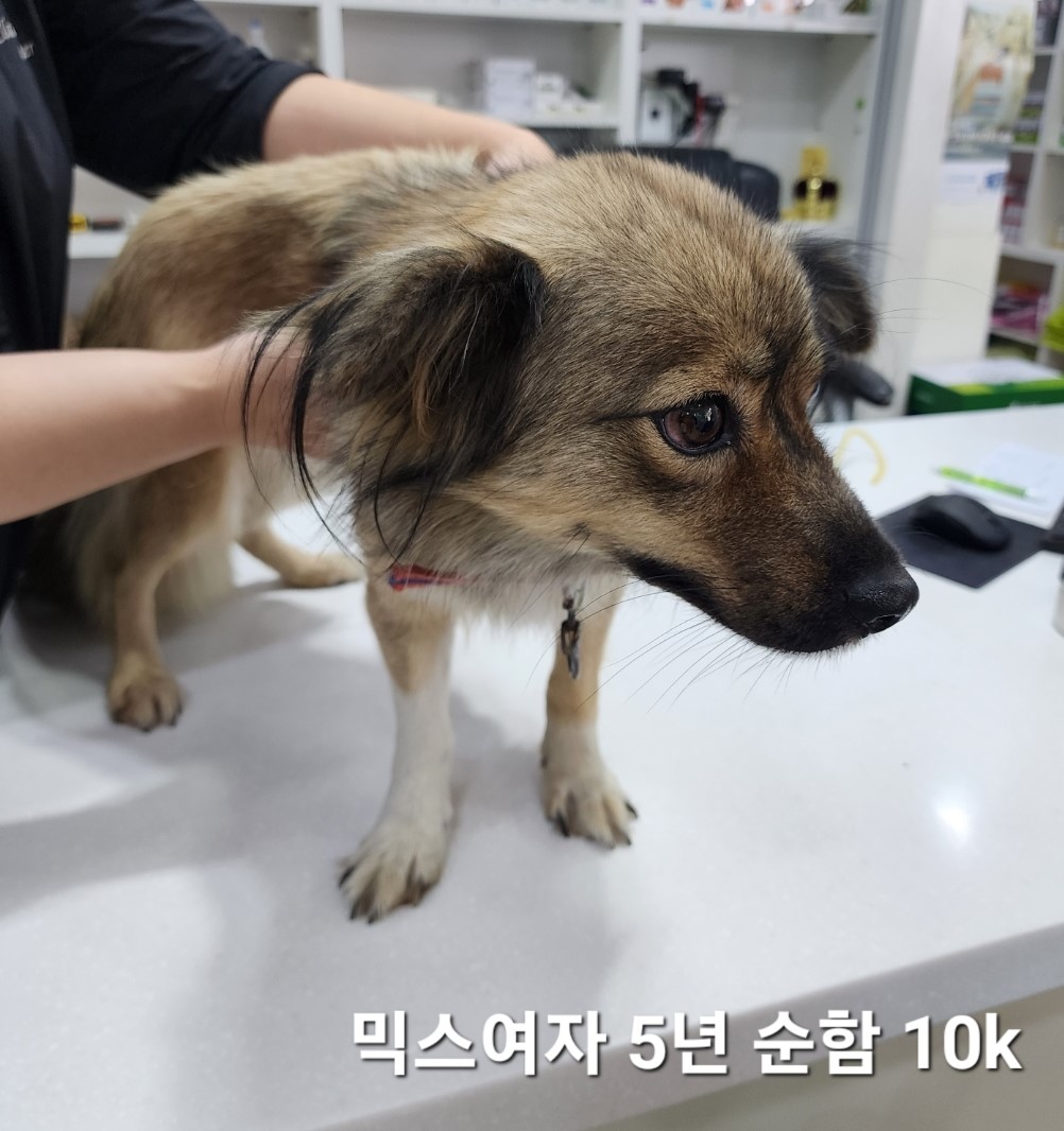 믹스견 이미지 파일 입니다.