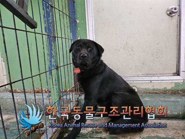 믹스견 이미지 파일 입니다.