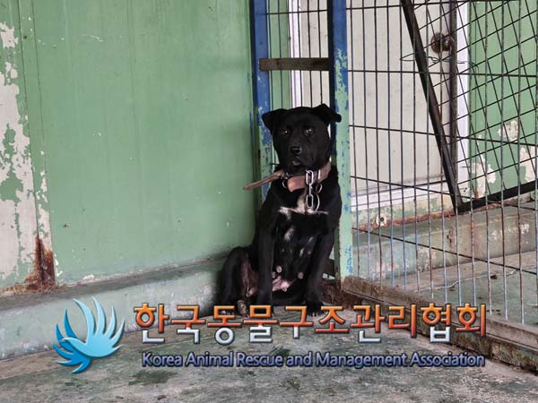 믹스견 이미지 파일 입니다.