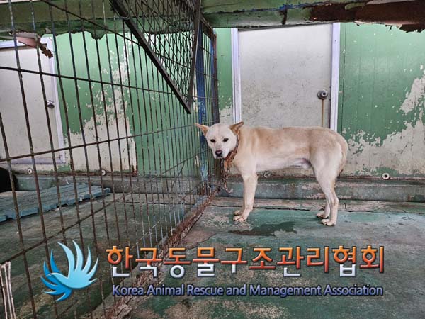 믹스견 이미지 파일 입니다.