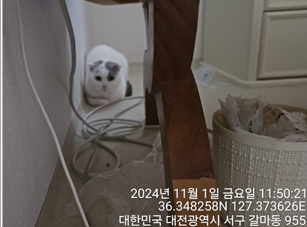 스코티시폴드 이미지 파일 입니다.