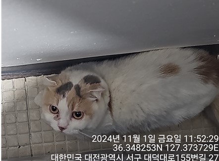 스코티시폴드 이미지 파일 입니다.