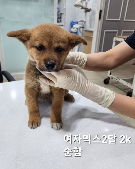 믹스견 이미지 파일 입니다.